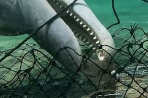 イルカがカニ漁の仕掛けから魚を奪う、珍しい姿を記録【動画】