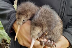 ニュージーランドの首都で、100年ぶりに「キウイ」のヒナが誕生