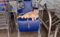 英のスーパーが馴染みのネコを出入り禁止、買い物客から怒りの声