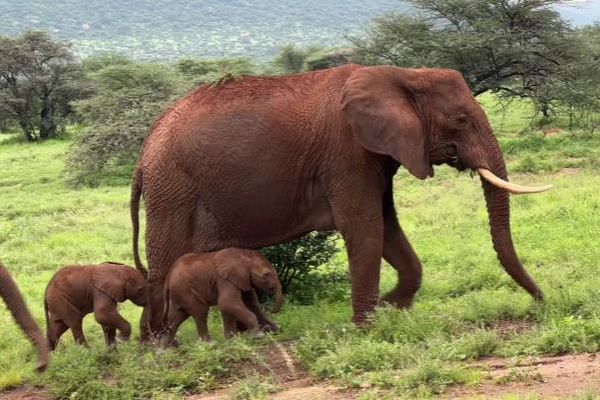 ゾウが珍しい双子を出産、生まれる確率はわずか1％【ケニア】