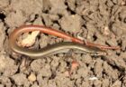 ヘビのように長い尻尾を持つトカゲ、約40年ぶりに目撃