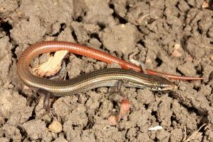 ヘビのように長い尻尾を持つトカゲ、約40年ぶりに目撃