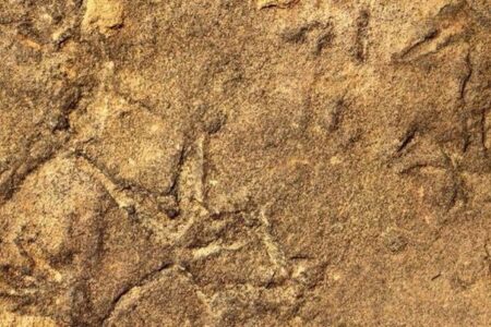 約2億1500万年前にすでに鳥が存在していた？謎の足跡の化石を分析