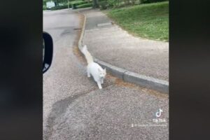 飼い主の帰宅を待ちわびていたニャンコ、遠くから車を見つけて乗り込む