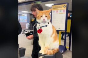 駅の改札に座って挨拶するニャンコ、乗客を喜ばせる【イギリス】