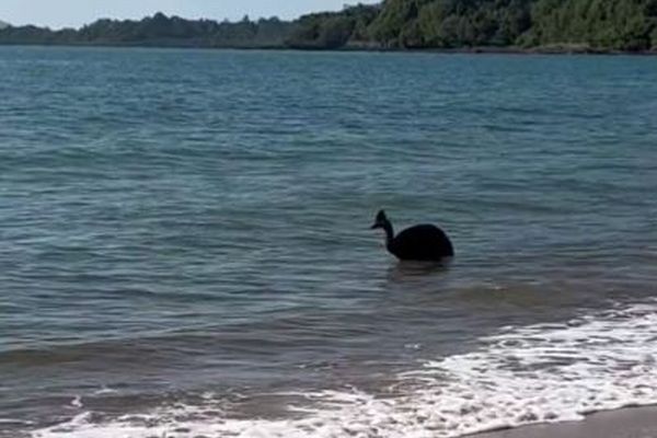 世界で最も恐ろしい鳥が海に出現、ビーチを訪れていた人もびっくり【動画】