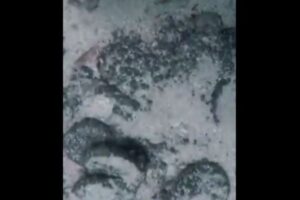 イタリアの海底で、ダイバーが数万枚の古代のコインを発見