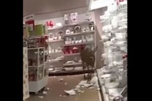通報を受けた警察官、荒らされた店内で目撃したのはシカだった！【アメリカ】