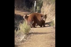 女性が山でクマの親子と遭遇、避難しながら緊迫する様子を撮影