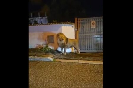 イタリアでサーカスからライオンが脱走、数時間も街を徘徊