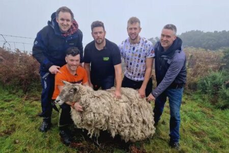 イギリスで最も孤独な羊、崖下から無事救助に成功