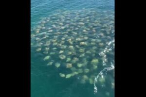 桟橋付近に突然エイの大群が出現、壮観な眺めに撮影者もびっくり