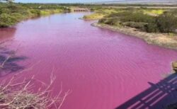 ハワイの池がショッキング・ピンクに変色、謎めいた現象に人々も困惑