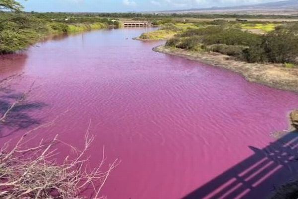 ハワイの池がショッキング・ピンクに変色、謎めいた現象に人々も困惑