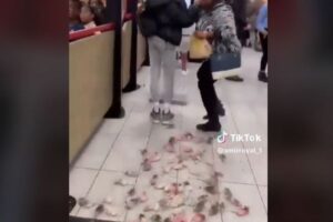 英のマクドナルドの店内に、親パレスチナの男が多くのネズミをばら撒く【動画】