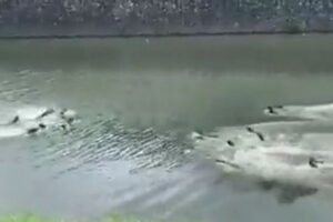 シンガポールで2組のカワウソの家族が、縄張り争いで激突！【動画】