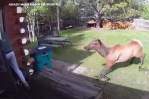 ヘラジカがカップルに向かって突進、家に避難しギリギリセーフ