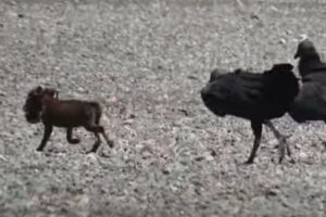 大胆不敵な子犬、ハゲワシの群れから獲物を横取りし、淡々と去っていく