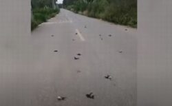 中国で不気味な現象、数多くの鳥が突然、空から落ちてきた！【動画】
