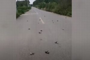 中国で不気味な現象、数多くの鳥が突然、空から落ちてきた！【動画】