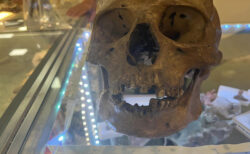 リサイクルショップのハロウィングッズコーナーで、本物の人の頭蓋骨が発見された