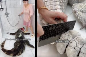 中国のインフルエンサーがワニを捌いて料理、批判を浴びる