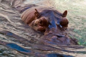 コロンビアの麻薬王に飼われていたカバ、殺処分の危機に直面