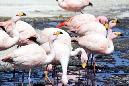 アルゼンチンのフラミンゴ、鳥インフルに感染し数百羽が死亡