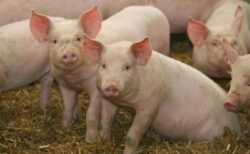 豚インフルに類似したウイルス、英で初めて人への感染を確認