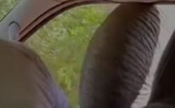スリランカで、ゾウが車の窓を叩き割り、食べ物を漁る【動画】