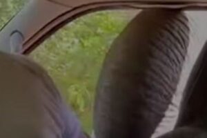 スリランカで、ゾウが車の窓を叩き割り、食べ物を漁る【動画】