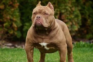 「アメリカン・ブリーXL」が、性交中の飼い主の男性を襲う