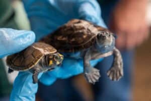 ペルーの空港で、密売されそうなカメ、約4000匹を保護