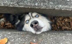 なぜそこに？下水道の排水溝に閉じ込められたハスキー犬を発見
