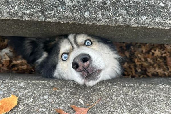 なぜそこに？下水道の排水溝に閉じ込められたハスキー犬を発見