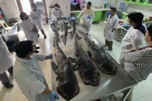 謎に満ちた生物「メガマウス」、出産の秘密が明らかに