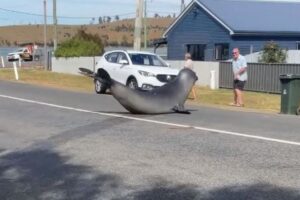 タスマニア州の町に巨大なゾウアザラシが出現、道路でポーズを決める