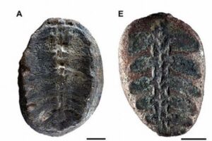植物と思われた化石が、実はウミガメだった！再調査で判明