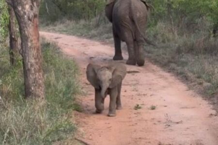 勇気を出してゾウの赤ちゃんが観光客に突進、何度も迷う姿がかわいい