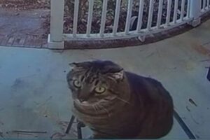 家に帰るたびに、ドアホンを鳴らすニャンコがかわいい【動画】