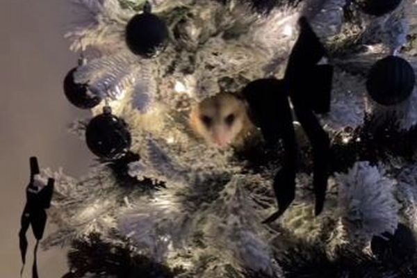 クリスマスツリーの中に野生動物、発見した女性もびっくり【動画】