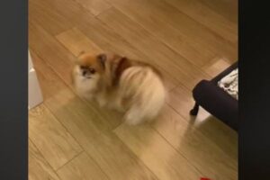 郵便物が届くと興奮して、トルネードになってしまうワンコ【動画】