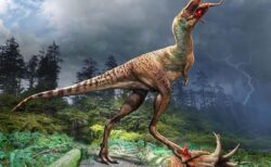 若いティラノサウルスの胃の内容物を特定、成長のたびに獲物を変えていた可能性