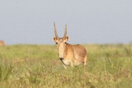 カザフスタンで「サイガ」の個体数が増加、「絶滅危惧種」から脱する