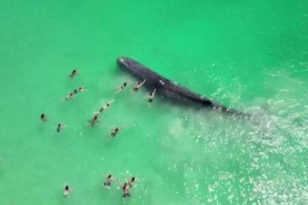 豪の浅瀬に大きなクジラが出現、海で泳いでいた人々が近寄る【動画】