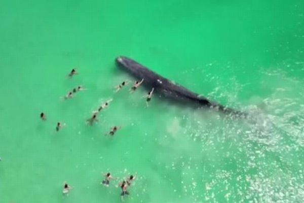 豪の浅瀬に大きなクジラが出現、海で泳いでいた人々が近寄る【動画】