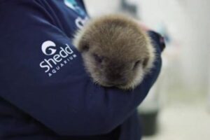 アラスカで保護されたラッコの子供、新たな水族館に移り住む