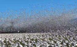 アメリカで撮影された、数万羽のハクガンが飛び立つ姿が圧巻【動画】
