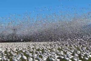 アメリカで撮影された、数万羽のハクガンが飛び立つ姿が圧巻【動画】