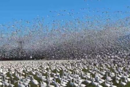 アメリカで撮影された、数万羽のハクガンが飛び立つ姿が圧巻【動画】